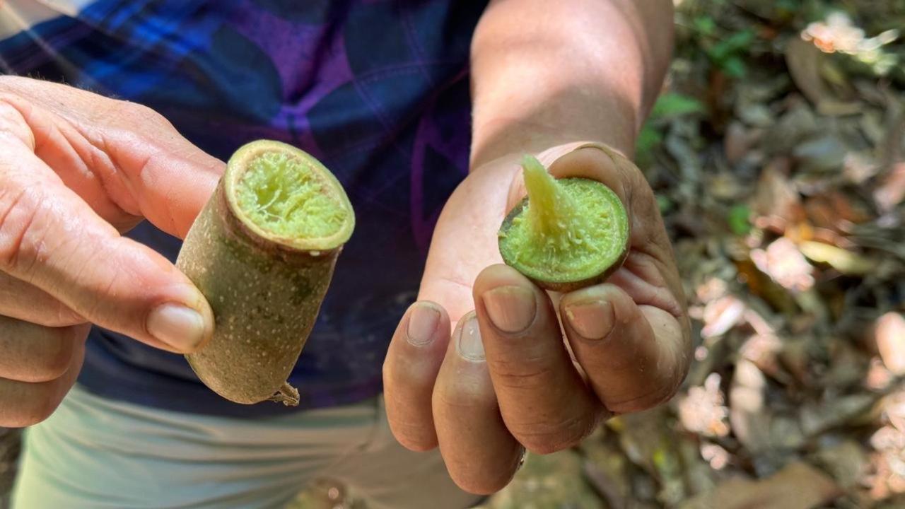 Cabinas Corcovado Green Parrot, Los Planes Drake Drake Bay Bagian luar foto
