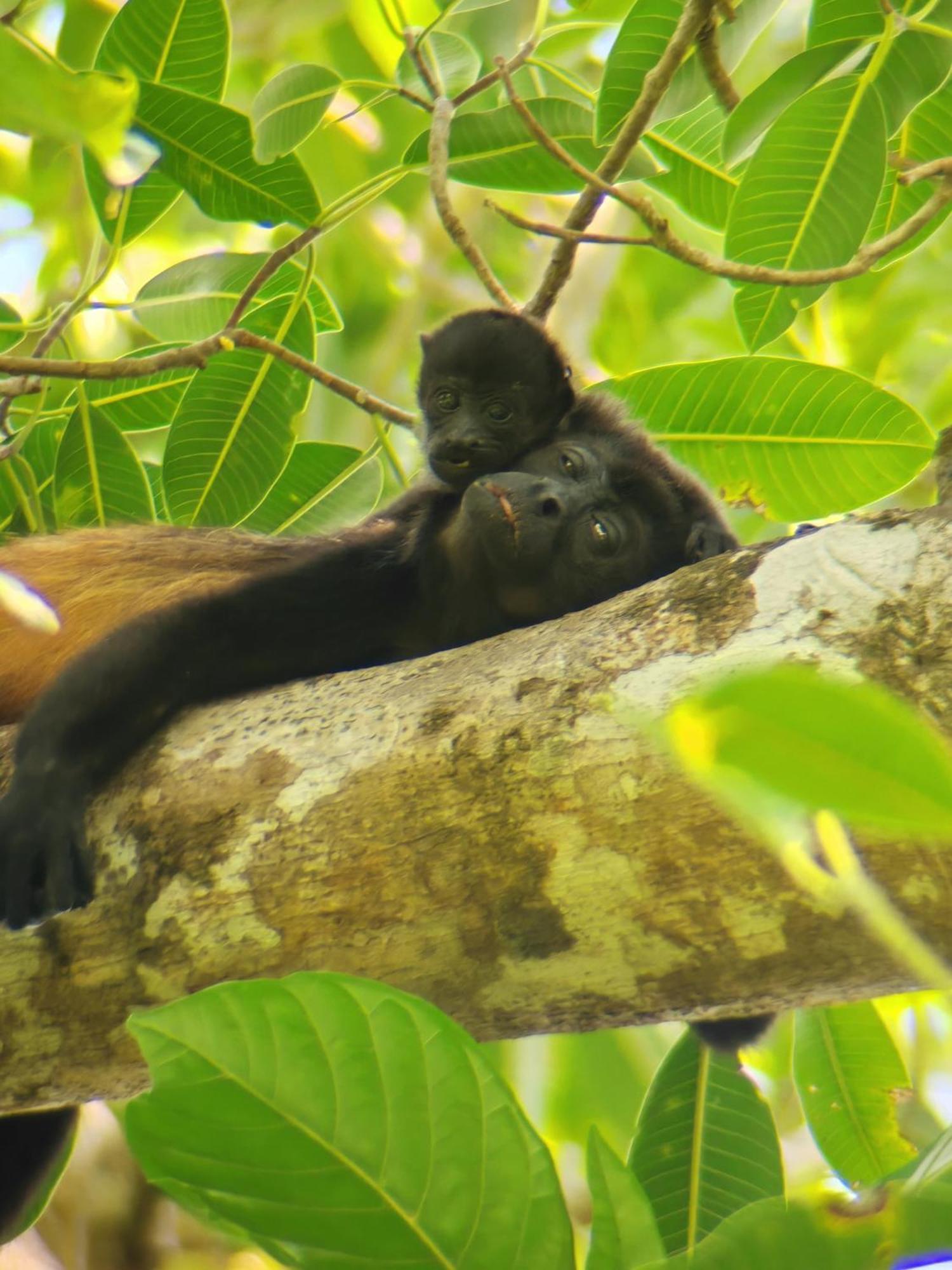 Cabinas Corcovado Green Parrot, Los Planes Drake Drake Bay Bagian luar foto